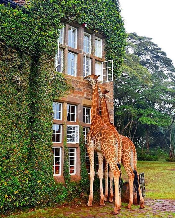 Wellness-giraffe manor